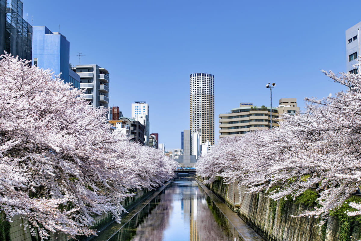 目黒川の桜並木